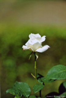 LUOGO 36